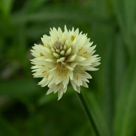   Alternanthera philoxeroides  flower head; photo: S.L. Winterton 