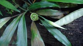   Aridarum  sp. spathe and spadix; photo © Peter C. Boyce 