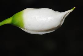   Aridarum  sp. spathe; photo © Peter C. Boyce 