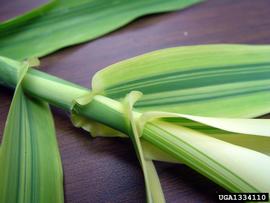   Arundo donax  leaf attachment; photo © Chris Evans, The University of Georgia, www.forestryimages.org 