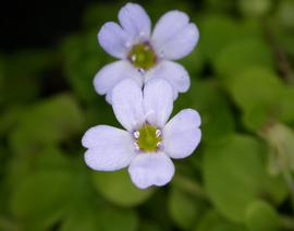   Bacopa australis  flowers; photo: S.L. Winterton 