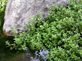   Bacopa caroliniana , emersed; photo: S.L. Winterton 