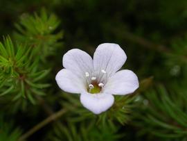   Bacopa myriophylloides  flower; photo: S.L. Winterton 