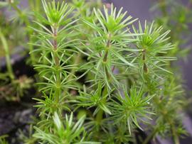   Bacopa myriophylloides , emersed; photo: S.L. Winterton 