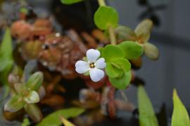   Bacopa salzmannii  flower; photo: S.L. Winterton 