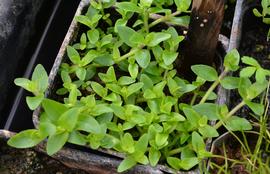   Bacopa serpyllifolia , emersed; photo: S.L. Winterton 