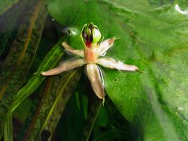   Barclaya longifolia  flower; photo: S.L. Winterton 