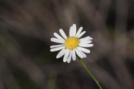   Boltonia diffusa  flower head; photo © John Gawaltney 