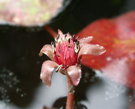   Brasenia schreberi  flower; photo: S.L. Winterton 