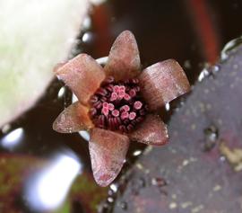   Brasenia schreberi  flower; photo: S.L. Winterton 