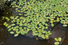   Brasenia schreberi  floating leaves; photo: S.L. Winterton 