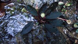   Bucephalandra  sp. spathe and spadix from above; photo © Peter C. Boyce 