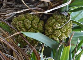 Pandanus | Aquarium and Pond Plants of the World E3