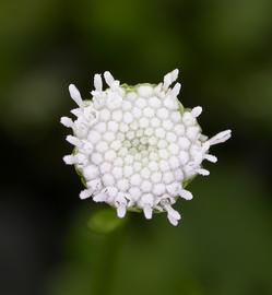 Shinnersia | Aquarium and Pond Plants of the World E3