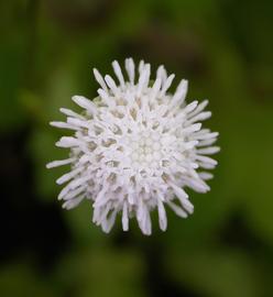Shinnersia | Aquarium and Pond Plants of the World E3