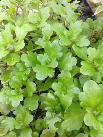 Shinnersia | Aquarium and Pond Plants of the World E3