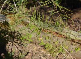   Taxodium ascendens  leaf; photo: S.L. Winterton 