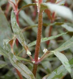   Alternanthera  sp., emersed; photo: S.L. Winterton 