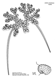   Azolla caroliniana;  drawing © University of Florida/IFAS Center for Aquatic and Invasive Plants, used with permission 