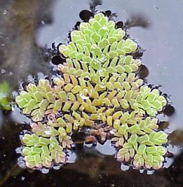   Azolla pinnata;  photo © S. Navie 