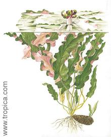   Barclaya longifolia;  drawing © Tropica 