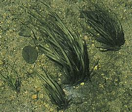   Blyxa octandra , submersed, North Queensland; photo: S.L. Winterton 