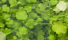 Cardamine | Aquarium and Pond Plants of the World E3
