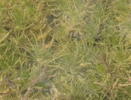   Chara  sp., submersed, Florida, U.S.; photo: S.L. Winterton 