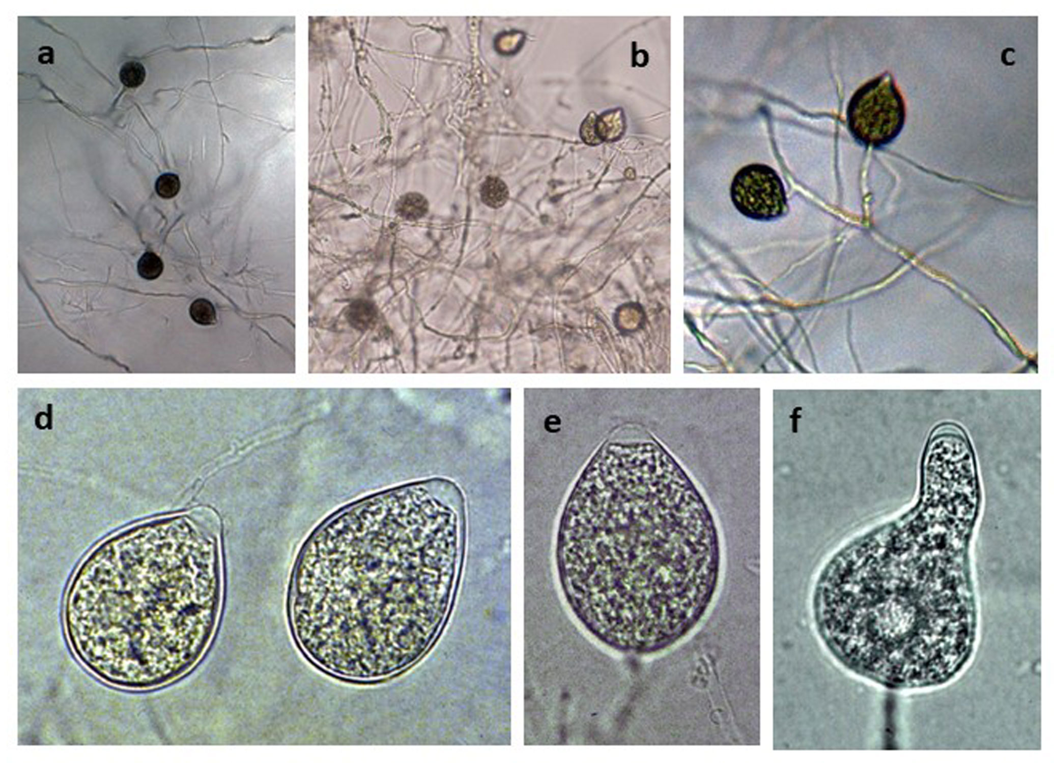   Phytophthora glovera  (CPHST BL 36) asexual phase of the ex-type: (andash;c) sporangia produced in simple sympodial sporangiphores, (dndash;e) different shapes of semipapillate persistent sporangia; photos by Gloria Abad, USDA-APHIS-PPQ. 

