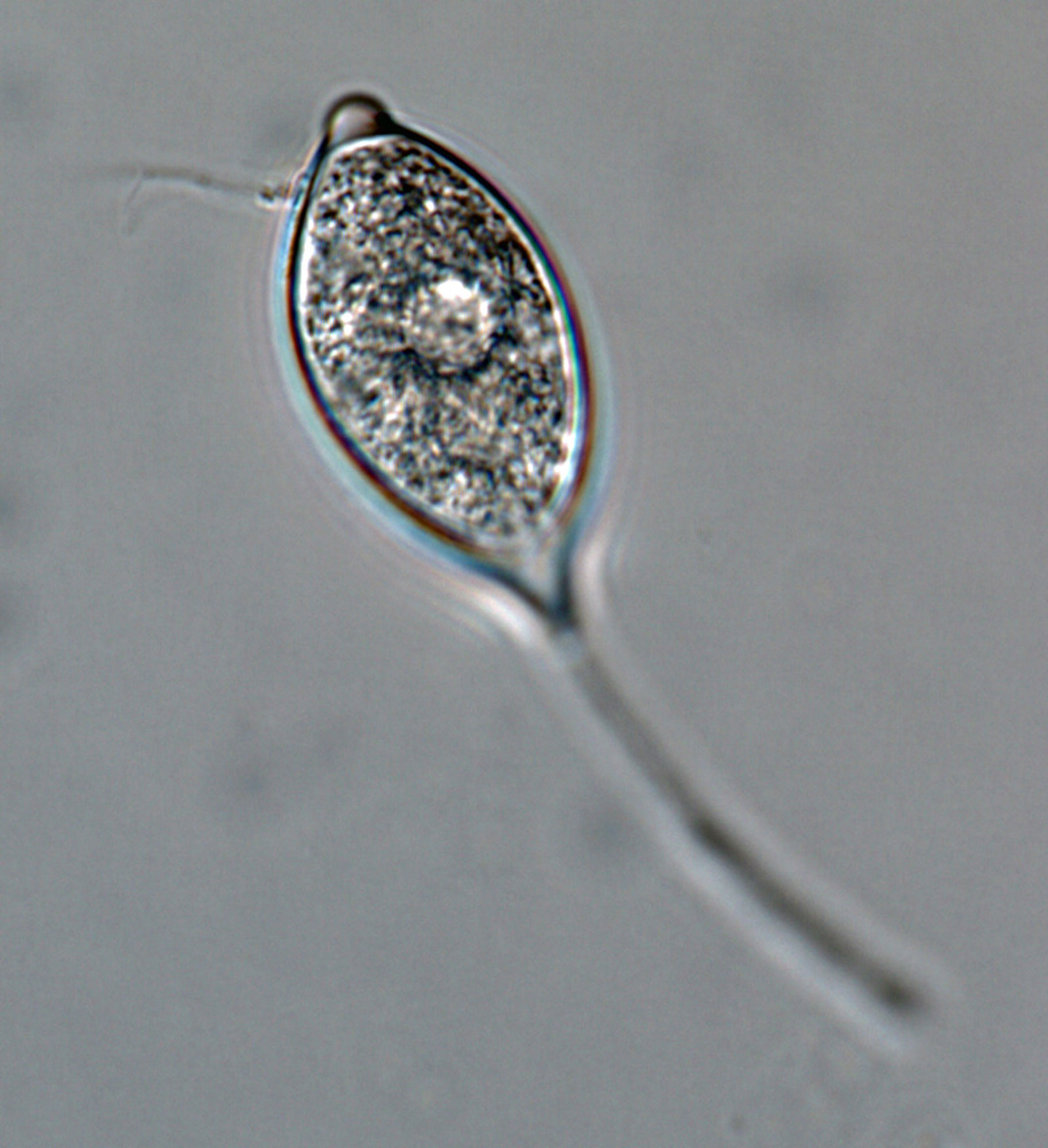   Phytophthora morindae  (CPHST BL 49G, ex-type) asexual phase: caducous papillate sporangium with medium pedicel; photo by Gloria Abad, USDA-APHIS-PPQ. 
