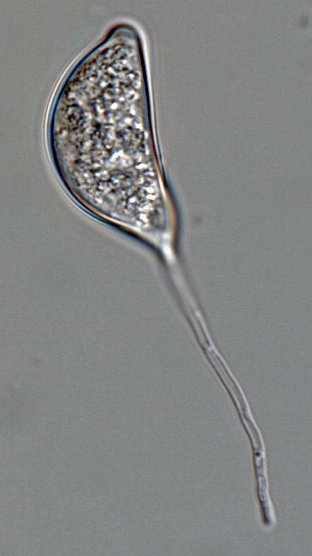   Phytophthora morindae  (CPHST BL 49G, ex-type) asexual phase: caducous papillate sporangium with medium pedicel; photo by Gloria Abad, USDA-APHIS-PPQ. 
