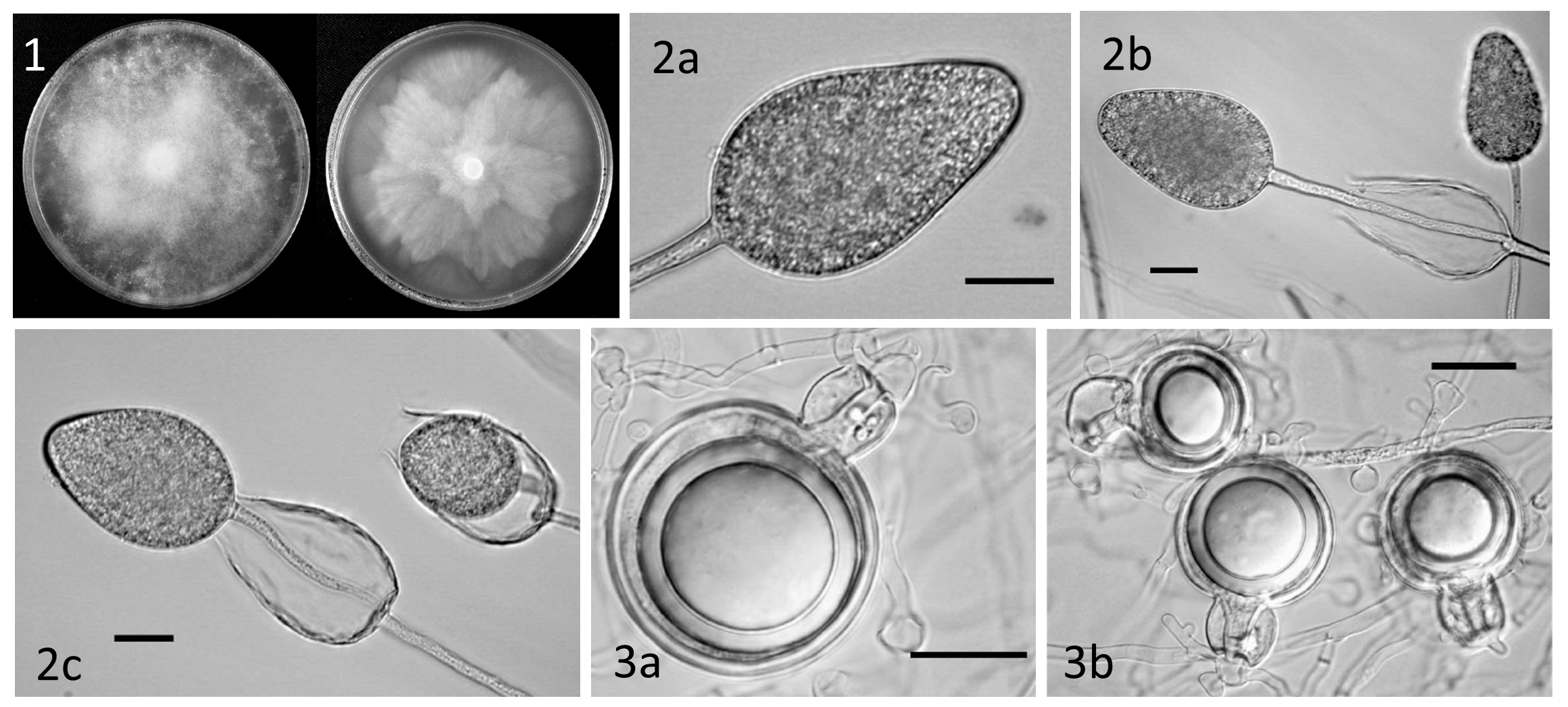 Phytophthora borealis | IDphy