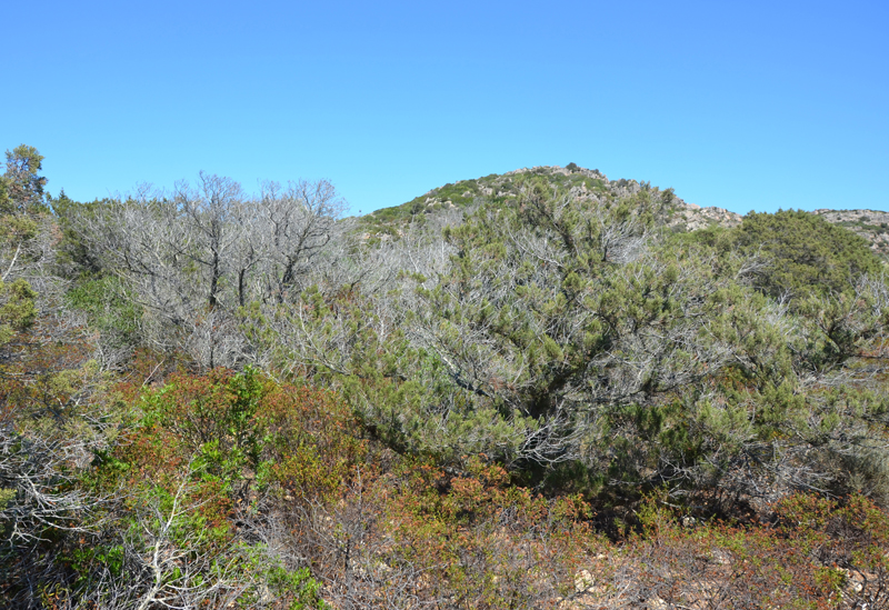  dead and dying trees of  Juniperus phoenicea  with abnormal production of epicormic shoots caused by  Phytophthora crassamura  in Sardinia, Italy; photo by Bruno Scanu. Universitagrave; degli Studi di Sassari, Italy 
