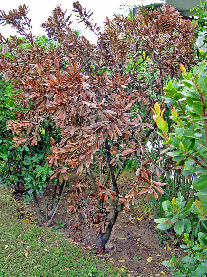   Arbutus unedo  in an ornamental planting showing symptoms caused by  Phytophthora parvispora  in Sardinia, Italy; photo by Bruno Scanu and Antonio Franceschini,nbsp;Universitagrave; degli Studi di Sassari, Italy 
