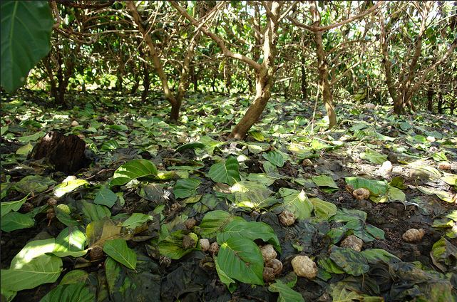  Orchard-wide symptoms of black flag disease of noni ( Morinda citrifolia ) caused by  Phytophthora morindae ; photo by Scot Nelson, University of Hawaii at Manoa 
