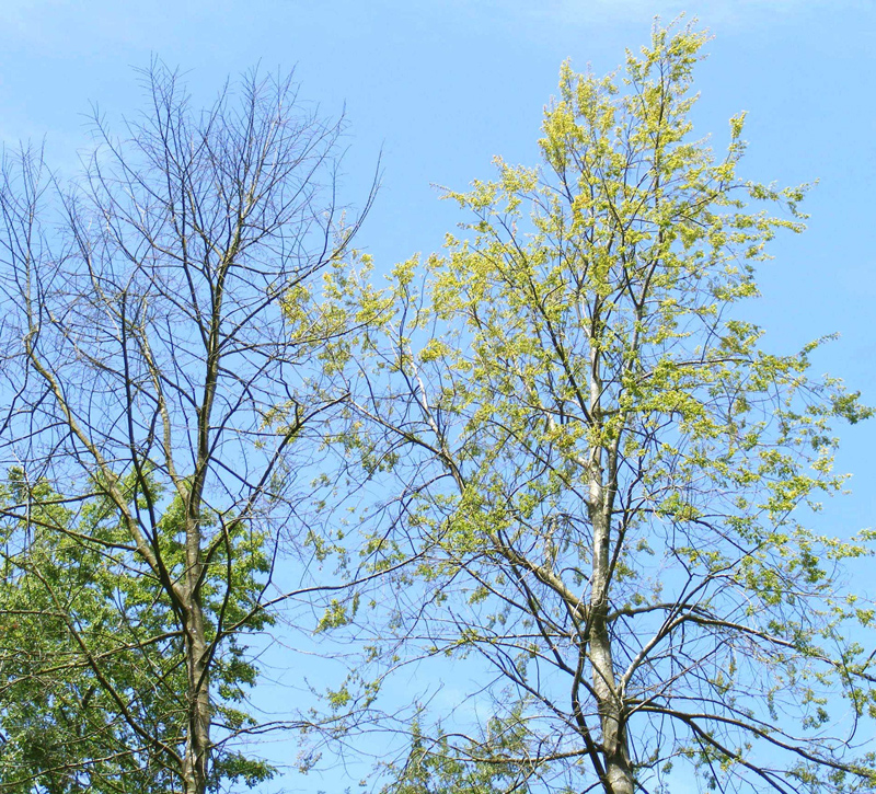  Thinning, wilting and dieback of the entire crown on  Nothofagus obliqua  in Britain caused by  Phytophthora pseudosyringae ; photo by Bruno Scanu and Joan Webber,nbsp;Forest Research, Alice Holt, Farnham, UK 
