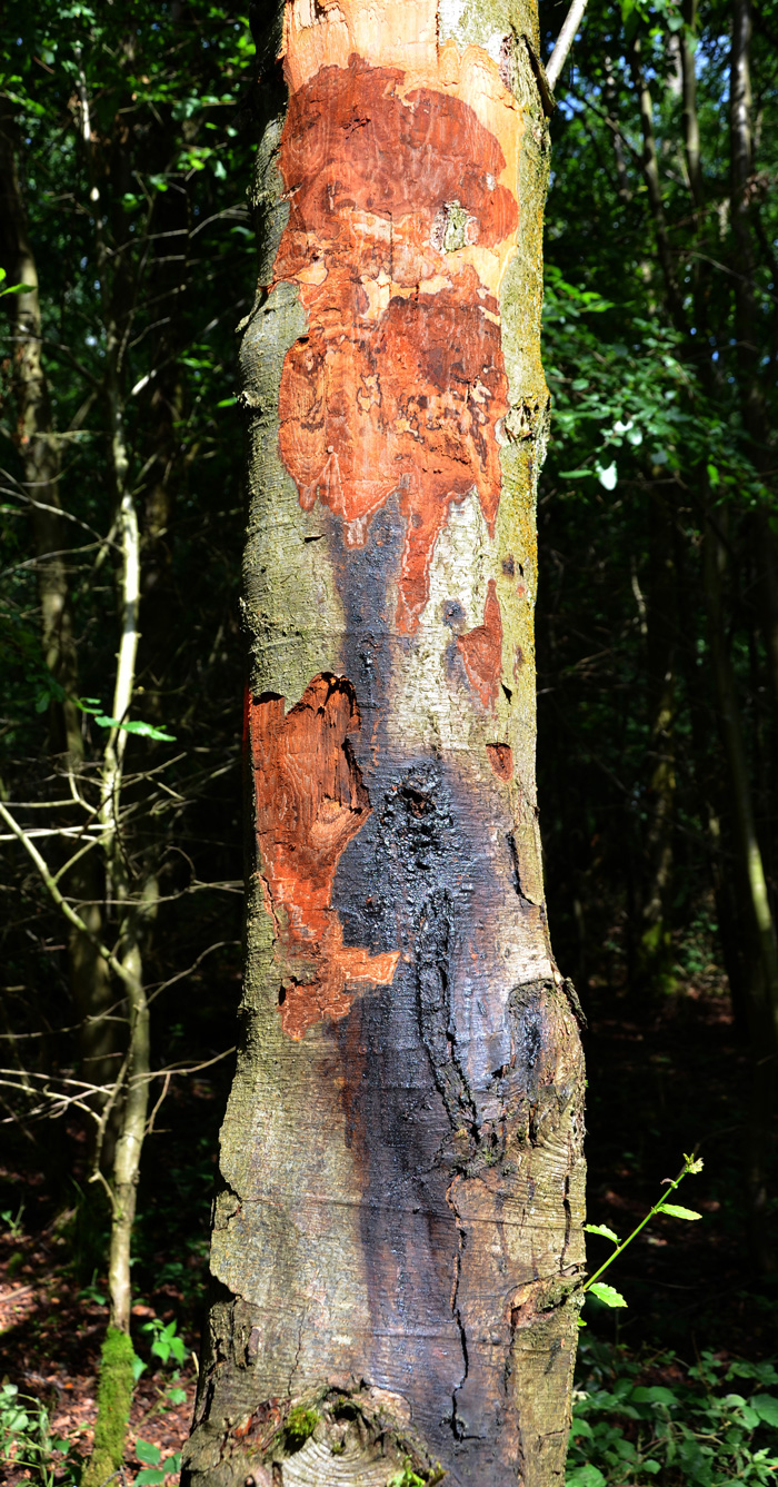  Extensive aerial bleeding lesion on the main stem of a  Nothofagus obliqua  tree in Britain caused by  Phytophthora pseudosyringae ; photo by Bruno Scanu and Joan Webber,nbsp;Forest Research, Alice Holt, Farnham, UK
