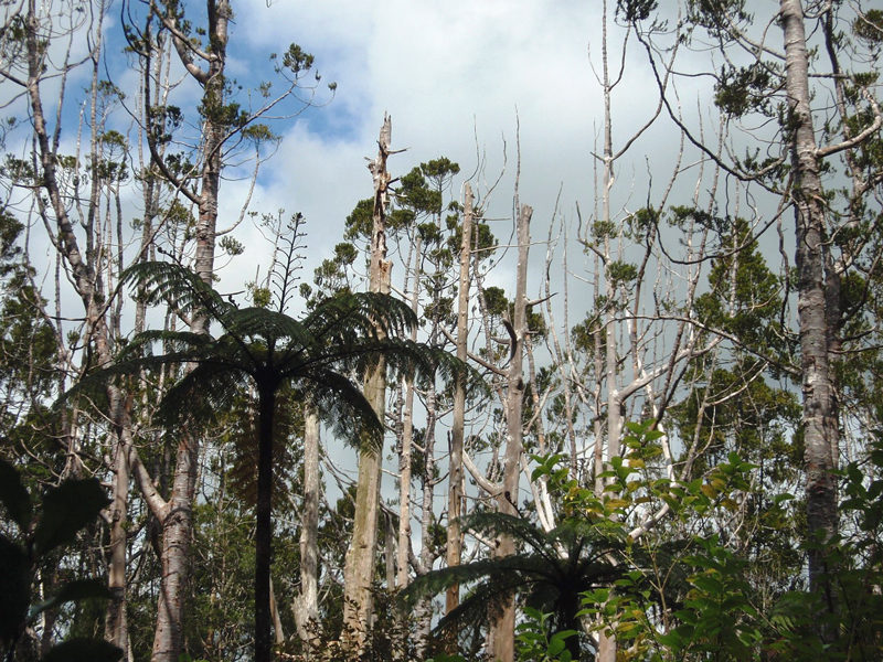  Kauri dieback, caused by  Phytophthora agathidicida , is specific to New Zealand kauri and can kill trees of all ages; photo courtesy of Kauri Dieback Programme Partners, New Zealand. 
