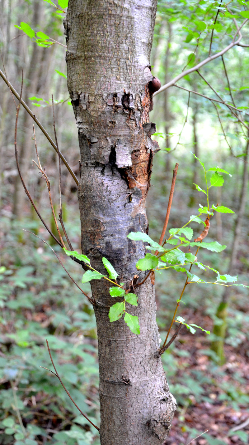  Bark canker with epicormic shoots on  Nothofagus obliqua  in Britain caused by  Phytophthora pseudosyringae ; photo by Bruno Scanu and Joan Webber,nbsp;Forest Research, Farnham, Alice Holt, UK 
