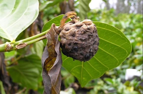  Fruit mummy symptoms of black flag disease of noni ( Morinda citrifolia ) caused by  Phytophthora morindae ; photo by Scot Nelson, University of Hawaii at Manoa 
