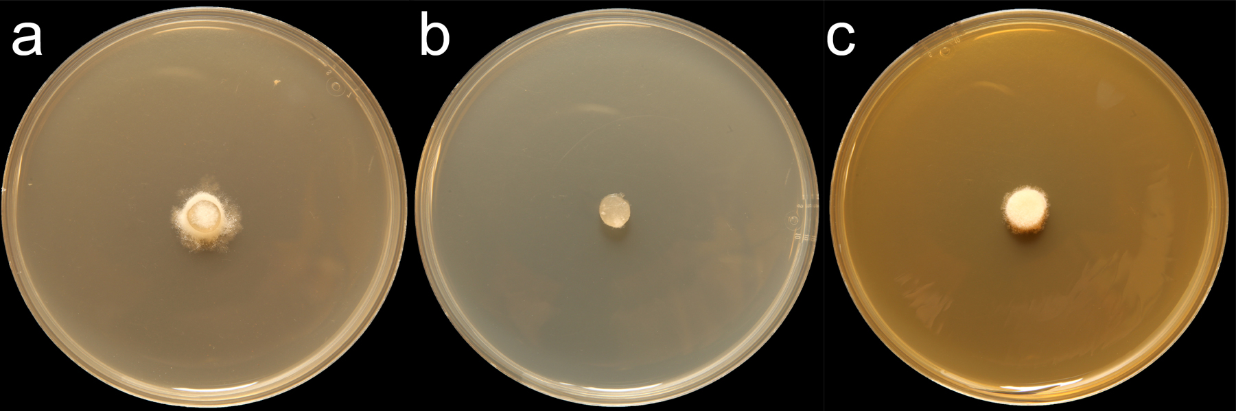   Phytophthora brassicae  (CPHST BL 8) colonies of the ex-type grown for 7 days on (a) V8reg; Agar, (b) potato dextrose agar, and (c) malt extract agar; photo by Krysta Jennings and Leandra Knight, USDA-APHIS-PPQ 
