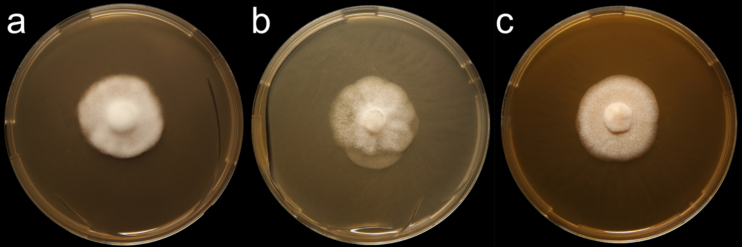   Phytophthora cactorum nbsp;(CPHST BL 178) colony of a selected specimen grown for 7 days on (a) V8reg; agar (b) potato dextrose agar (c) malt extract agar; photos by Krysta Jennings and Leandra Knight, USDA-APHIS-PPQ 
