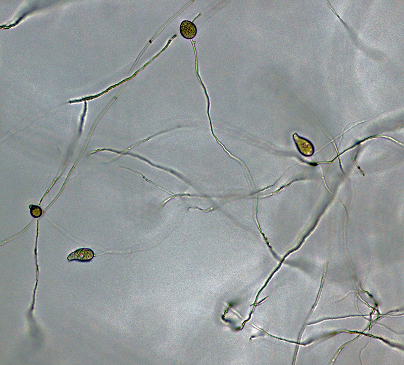   P. capsici nbsp;(ex-type CPHST BL 33) asexual phase:nbsp;sporangia formed in unbranched and irregular branched sporangiophores; photo by Gloria Abad, USDA-APHIS-PPQ. 
