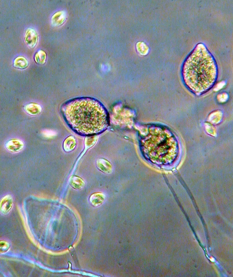 Phytophthora capsici IDphy