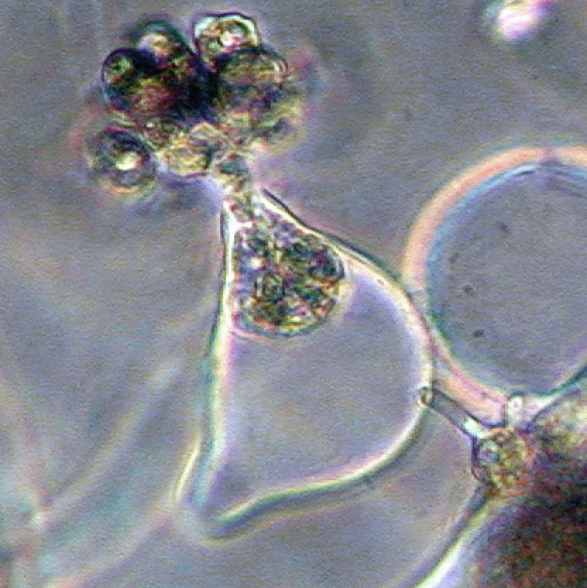 Phytophthora capsici IDphy