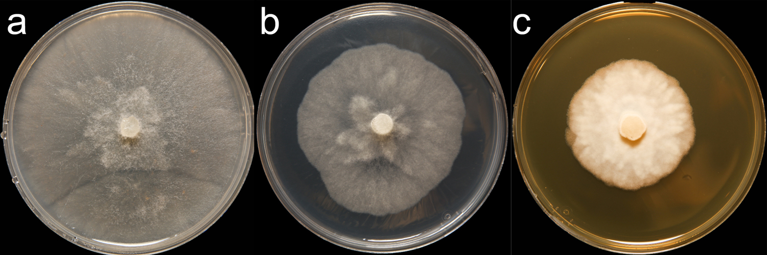   Phytophthora capsici  (CPHST BL 136) colonies of a selected specimen grown for 7 days on (a) V8reg; Agar, (b) potato dextrose agar, and (c) malt extract agar; photo by Krysta Jennings and Leandra Knight, USDA-APHIS-PPQ 
