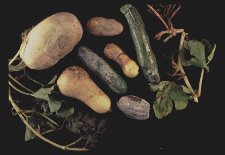  Phytophthora blight of cucurbits caused by  Phytophthora capsici ; photo by Gloria Abad at the former Plant Pathogen Identification Laboratory - North Carolina State University (present institution: USDA-APHIS-PPQ) 

