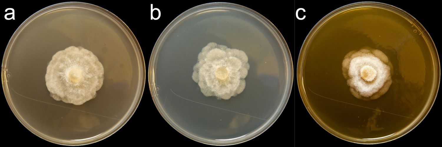   Phytophthora chlamydospora  (CPHST BL 156) colonies of the ex-type grown for 7 days on (a) V8reg; Agar, (b) potato dextrose agar, and (c) malt extract agar; photo by Krysta Jennings and Leandra Knight, USDA-APHIS-PPQ. 
