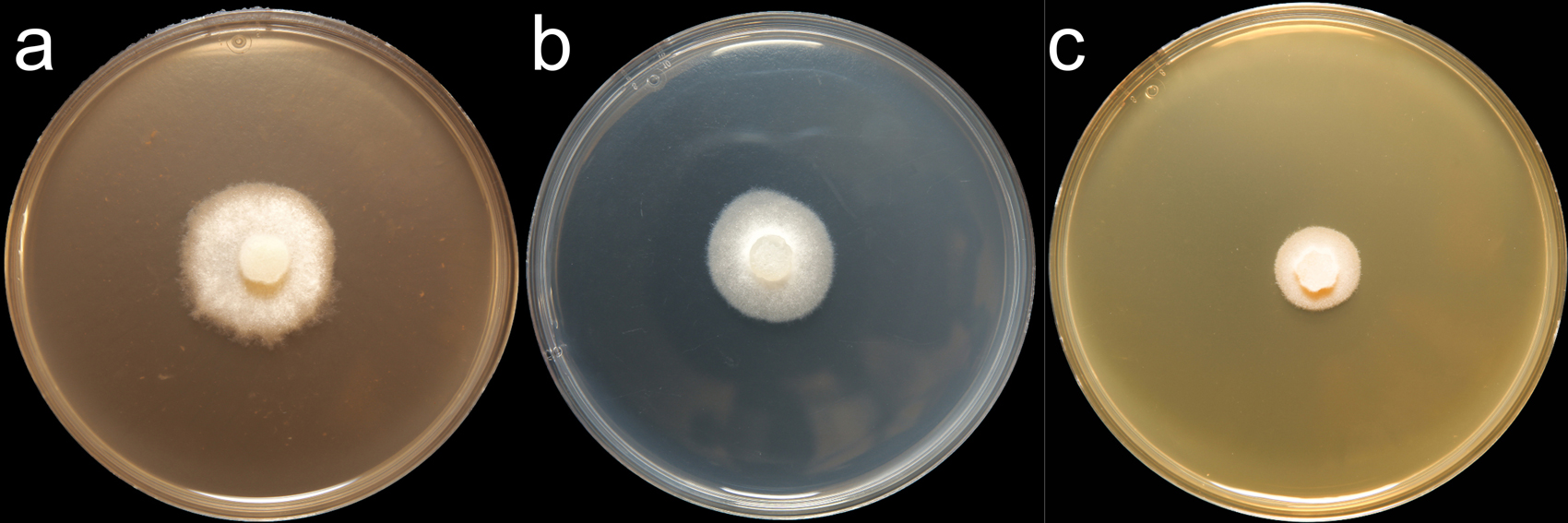  Phytophthora chrysanthemi  (CPHST BL 94) colonies of the ex-type grown for 7 days on (a) V8reg; Agar, (b) potato dextrose agar, and (c) malt extract agar; photo by Krysta Jennings and Leandra Knight, USDA-APHIS-PPQ 

