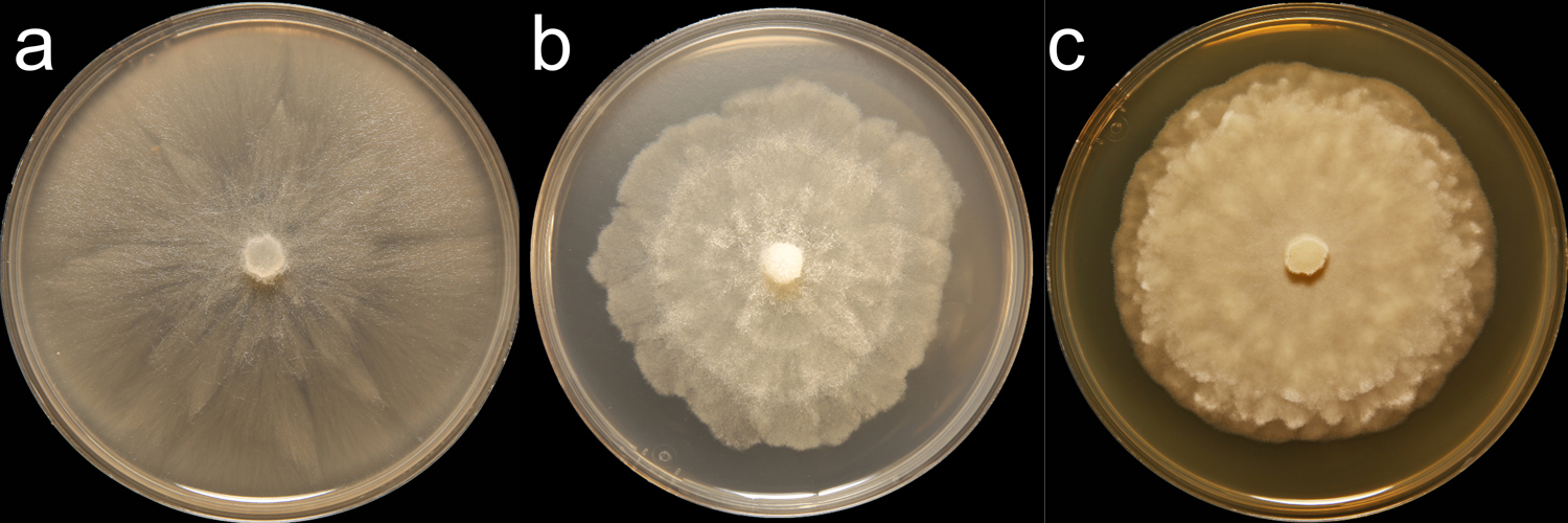   Phytophthora citrophthora nbsp;(CPHST BL 60) colonies of the ex-type grown for 7 days on (a) V8reg; agar (b) potato dextrose agar (c) malt extract agar; photos by Krysta Jennings and Leandra Knight, USDA-APHIS-PPQ 
